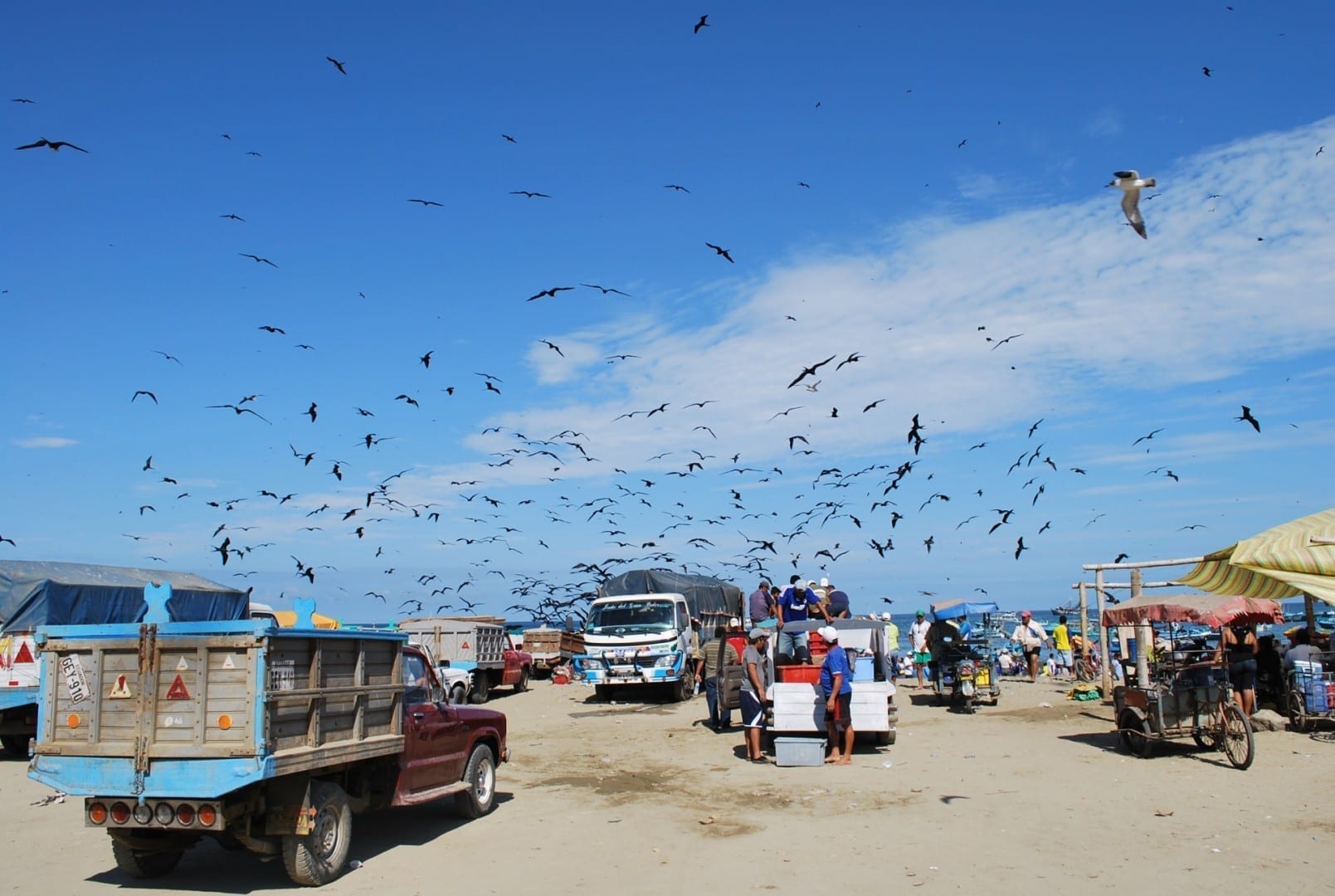 Los pescadores locales atraen a las aves marinas mientras se preparan para cargar la pesca de la mañana en Puerto López. Puerto López Ecuador