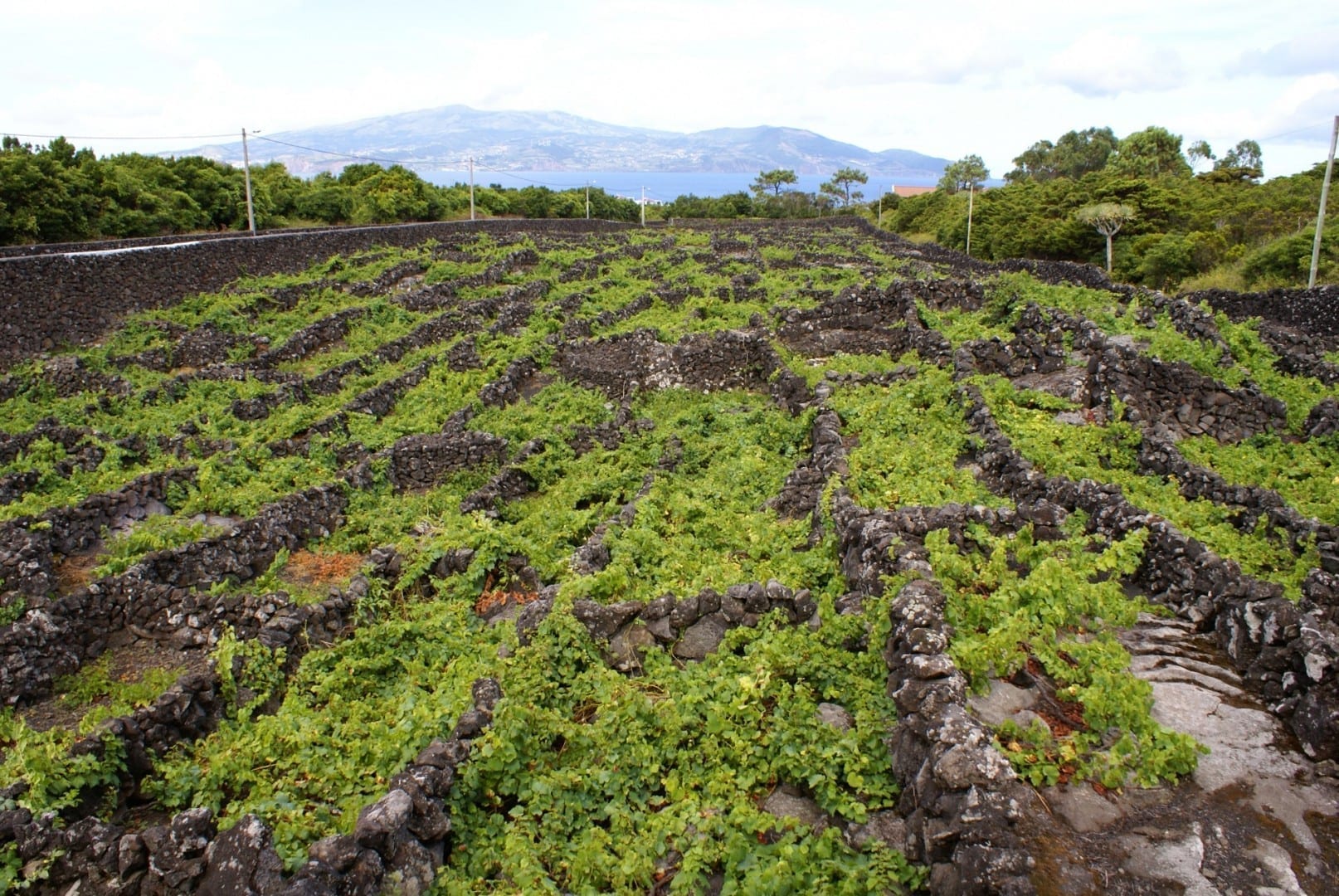 Los viñedos de Pico están en la lista de la UNESCO Ilha Do Pico Portugal