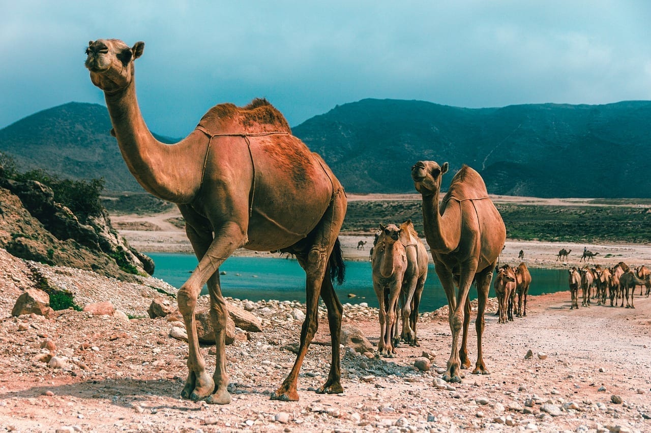 Viajes a Salalah