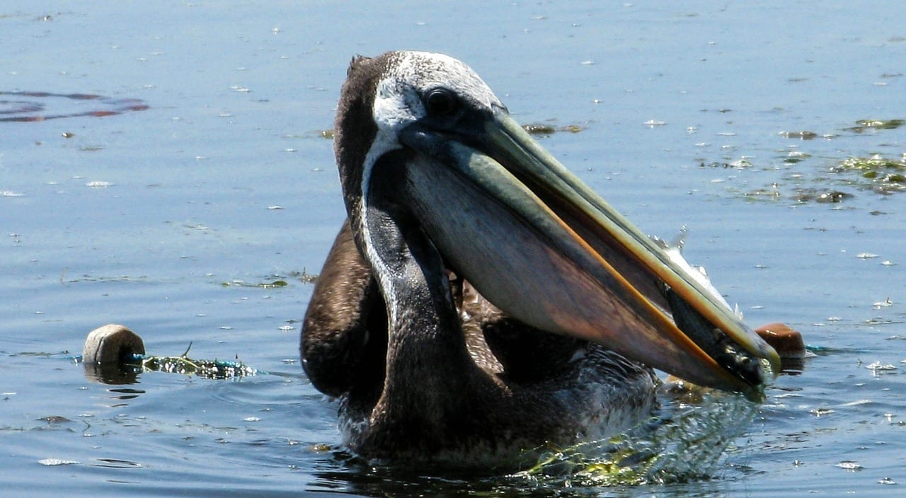 Pelikan Perú Paracas Perú