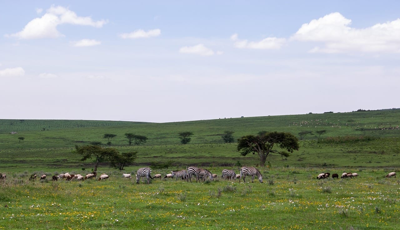 área De Conservación De Ngorongoro Tanzania Naturaleza Tanzania