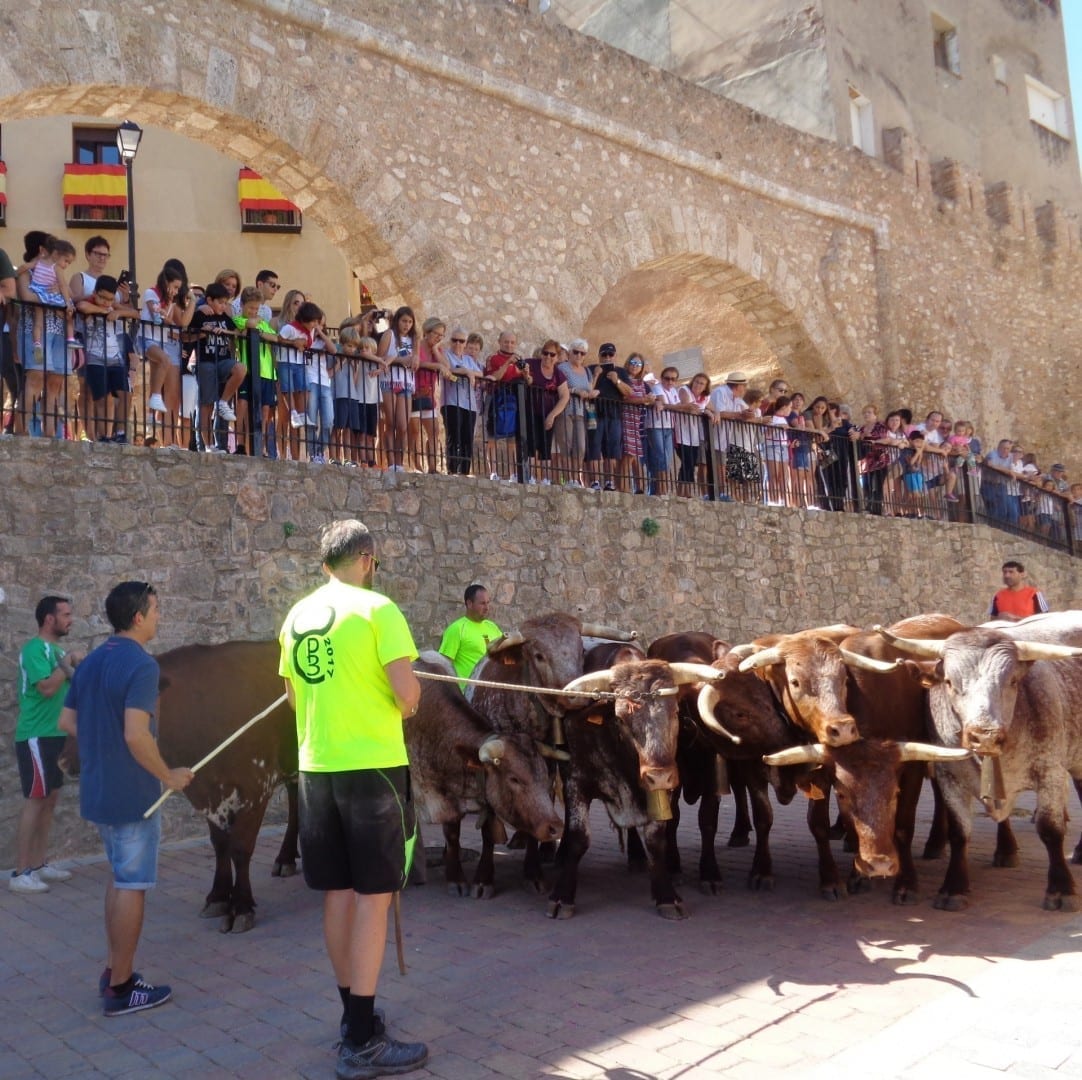 Recogiendo los toros en la C/ Argén, cerca de la Torre del Verdugo Segrbe España