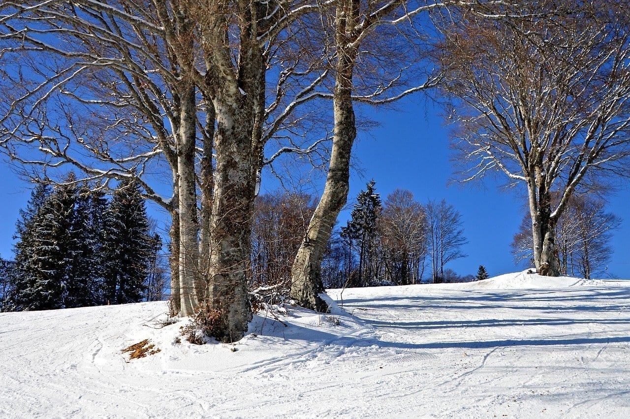 Selva Negra Pista De Esquí Kinderhügel Italia