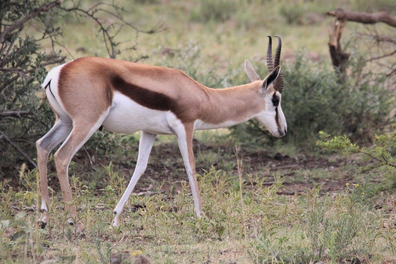 Springbok Ram Cuernos República de Sudáfrica