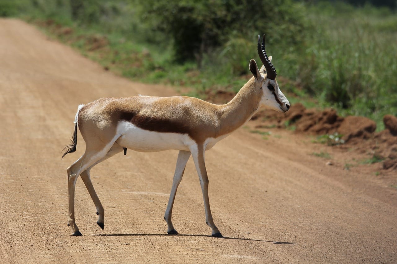 Springbok Ram Paseo República de Sudáfrica