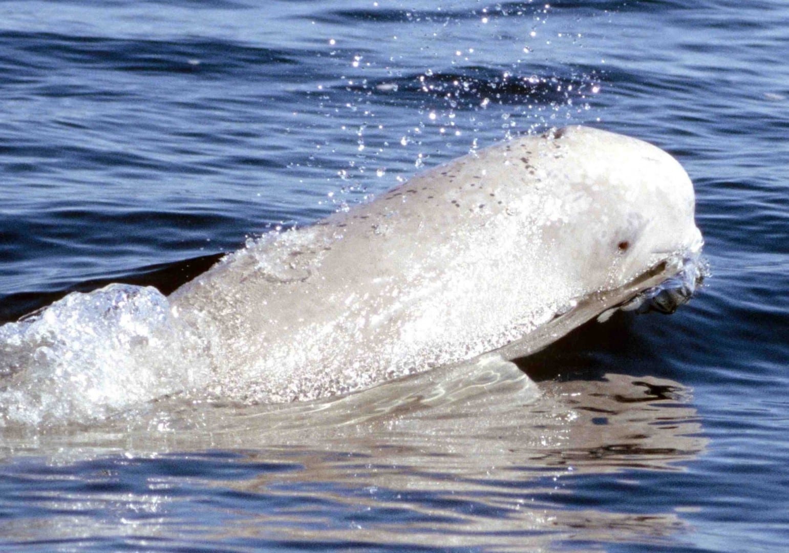 Un Beluga en el río Churchill Churchill Canadá