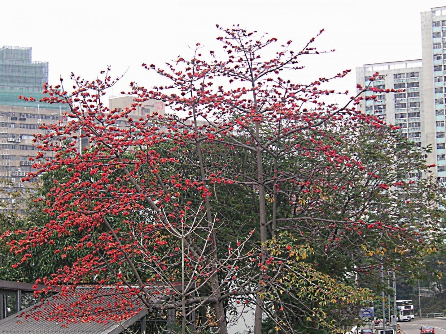 Un árbol de algodón, panzhihua en chino Panzhihua China