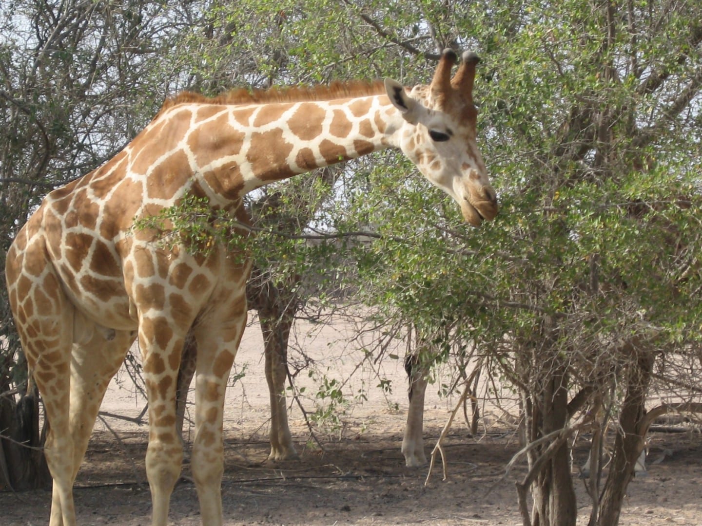 Una de las jirafas salvajes residentes Sir Bani Yas Island Emiratos Árabes Unidos