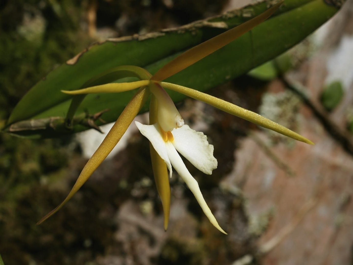Una orquídea en flor (Epidendrum nocturnum) Tortuguero Costa Rica
