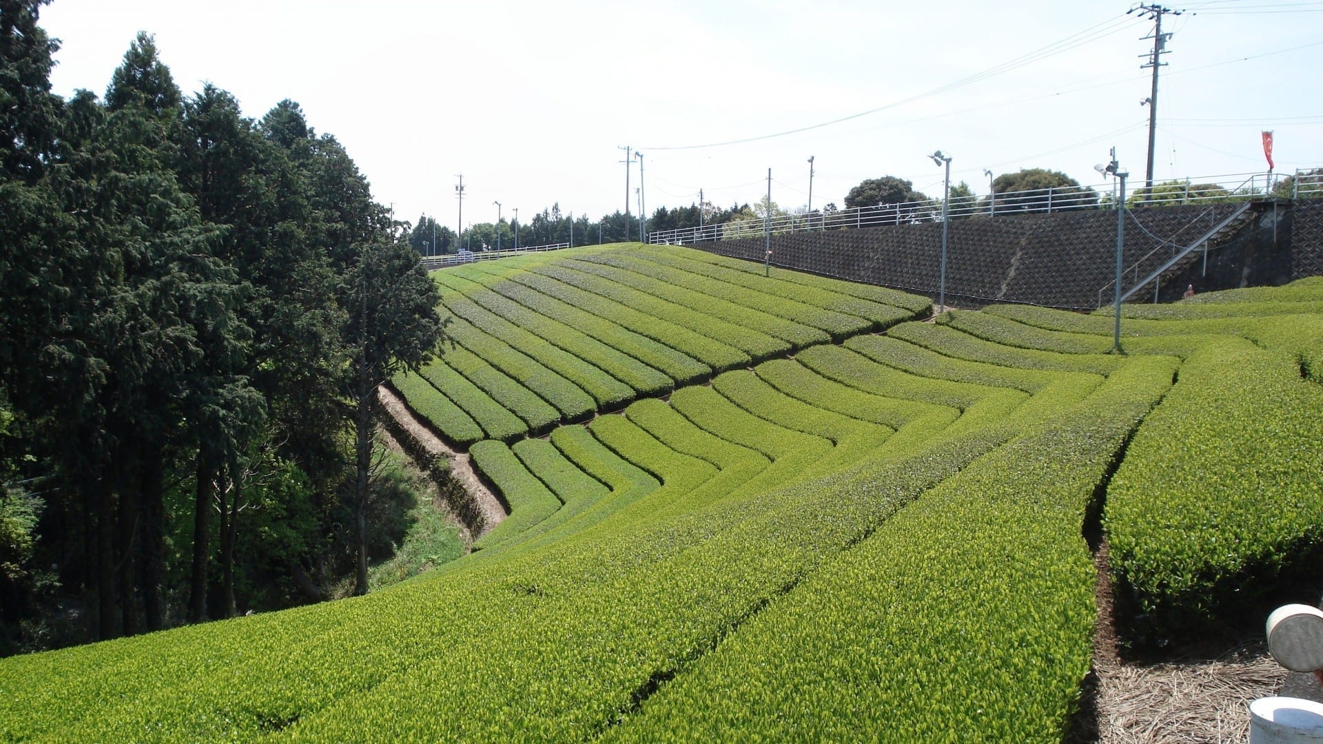 Una plantación de té en las tierras altas de Cameron Cameron Highlands Malasia